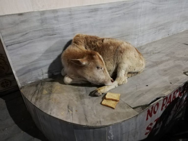 Baby Kuh in Indien
