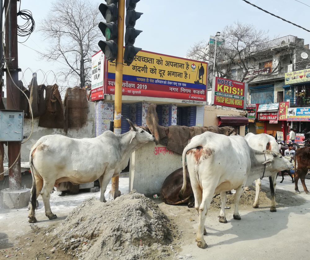 Kühe im Straßenverkehr