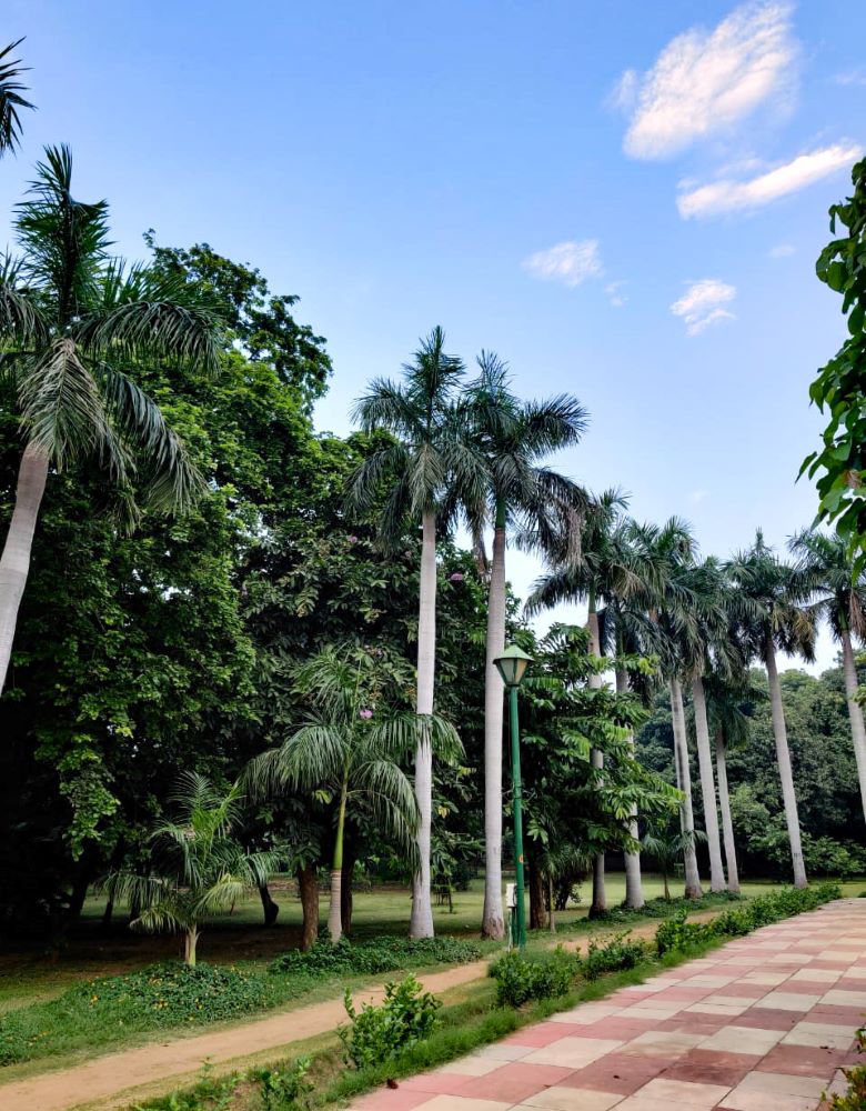 Palmen Lodhi Garden Neu-Delhi