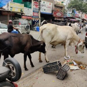 Kühe auf indischer Straße